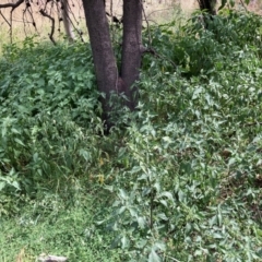 Solanum nigrum at Mount Majura - 13 Mar 2024