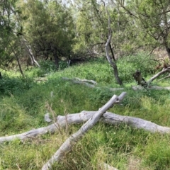 Solanum nigrum at Mount Majura - 13 Mar 2024