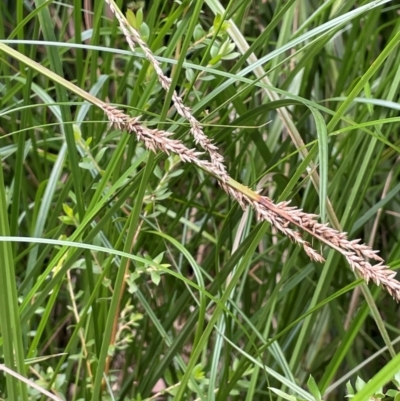 Carex appressa (Tall Sedge) at Monga National Park - 13 Mar 2024 by JaneR