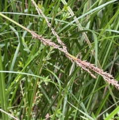 Carex appressa (Tall Sedge) at Mongarlowe River - 13 Mar 2024 by JaneR