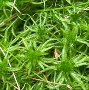 Sphagnum sp. (genus) at Monga National Park - 13 Mar 2024 02:24 PM