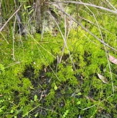 Sphagnum sp. (genus) at Monga National Park - 13 Mar 2024 02:24 PM