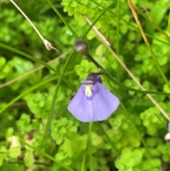 Utricularia dichotoma (Fairy Aprons, Purple Bladderwort) at Monga National Park - 13 Mar 2024 by JaneR