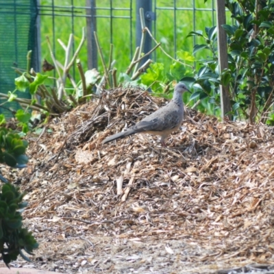 Spilopelia chinensis (Spotted Dove) at Jamberoo, NSW - 13 Mar 2024 by plants