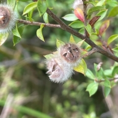 Leptospermum lanigerum (Woolly Teatree) at Monga, NSW - 13 Mar 2024 by JaneR