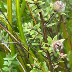 Leptospermum lanigerum at Mongarlowe River - 13 Mar 2024