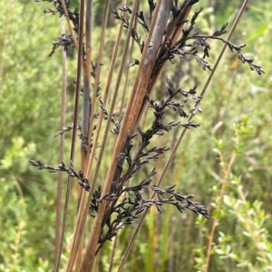 Gahnia sieberiana at Monga National Park - suppressed