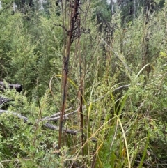 Gahnia sieberiana at Monga National Park - 13 Mar 2024