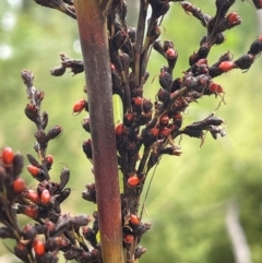 Gahnia sieberiana at Monga National Park - suppressed