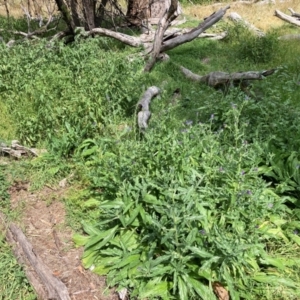 Echium plantagineum at Mount Majura - 13 Mar 2024 02:51 PM