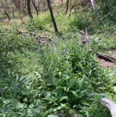 Echium plantagineum at Mount Majura - 13 Mar 2024 02:51 PM