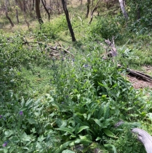 Echium plantagineum at Mount Majura - 13 Mar 2024 02:51 PM