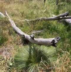 Nassella trichotoma (Serrated Tussock) at Watson, ACT - 13 Mar 2024 by waltraud