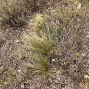 Nassella trichotoma at Mount Majura - 13 Mar 2024