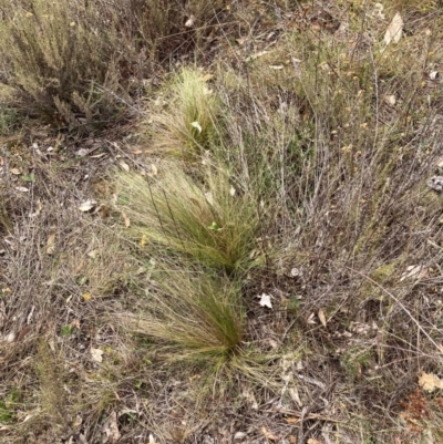 Nassella trichotoma (Serrated Tussock) at Mount Majura - 13 Mar 2024 by waltraud