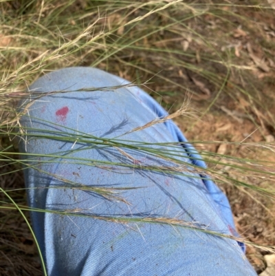 Aristida ramosa (Purple Wire Grass) at Mount Majura - 13 Mar 2024 by waltraud