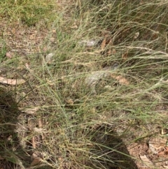 Aristida ramosa at Mount Majura - 13 Mar 2024