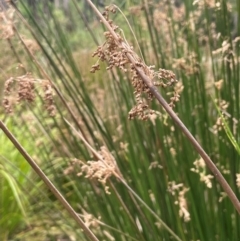 Juncus alexandri subsp. alexandri at QPRC LGA - 13 Mar 2024 02:49 PM