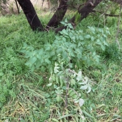 Solanum nigrum (Black Nightshade) at Mount Majura - 13 Mar 2024 by waltraud