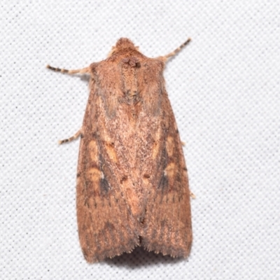 Dasygaster (genus) (A Noctuid moth) at QPRC LGA - 13 Mar 2024 by DianneClarke