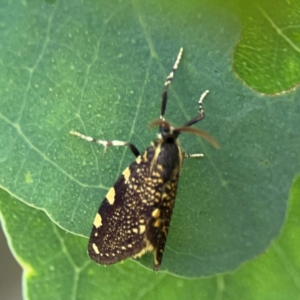 Cebysa leucotelus at Mount Ainslie - 13 Mar 2024