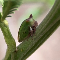 Sextius virescens (Acacia horned treehopper) at Mount Ainslie - 13 Mar 2024 by Hejor1