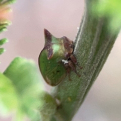 Sextius virescens at Mount Ainslie - 13 Mar 2024 03:40 PM