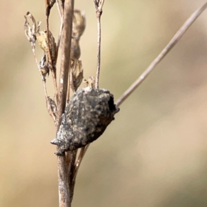 Cryptocephalinae (sub-family) at Mount Ainslie - 13 Mar 2024