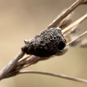 Cryptocephalinae (sub-family) at Mount Ainslie - 13 Mar 2024 03:38 PM