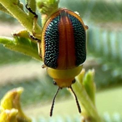 Calomela parilis (Leaf beetle) at Mount Ainslie - 13 Mar 2024 by Hejor1