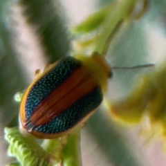 Calomela parilis at Mount Ainslie - 13 Mar 2024