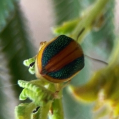 Calomela parilis at Mount Ainslie - 13 Mar 2024