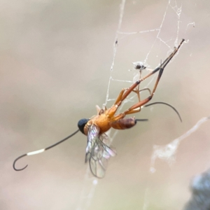 Ichneumonidae (family) at Mount Ainslie - 13 Mar 2024