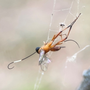 Ichneumonidae (family) at Mount Ainslie - 13 Mar 2024