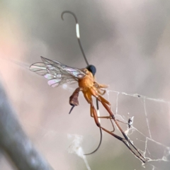 Ichneumonidae (family) at Mount Ainslie - 13 Mar 2024