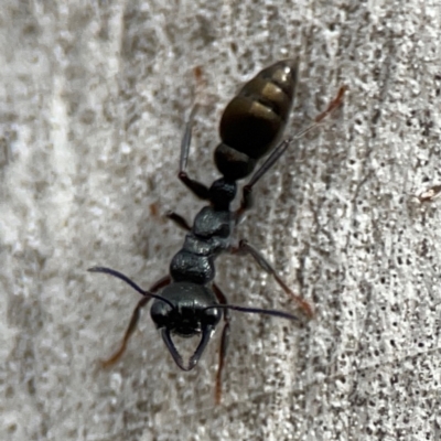 Myrmecia piliventris (Golden tail bull ant) at Mount Ainslie - 13 Mar 2024 by Hejor1