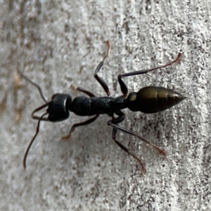 Myrmecia piliventris at Mount Ainslie - 13 Mar 2024