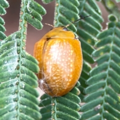 Paropsisterna cloelia (Eucalyptus variegated beetle) at Mount Ainslie - 13 Mar 2024 by Hejor1