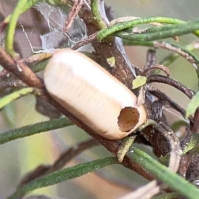 Blattodea (order) (Unidentified cockroach) at Mount Ainslie - 13 Mar 2024 by Hejor1