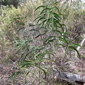 Acacia implexa at Mount Ainslie - 13 Mar 2024 03:30 PM