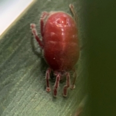 Erythraeidae (family) at Mount Ainslie - 13 Mar 2024