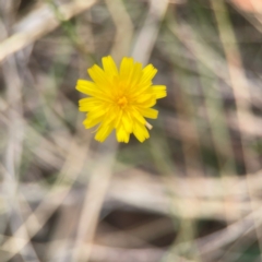 Hypochaeris radicata at Mount Ainslie - 13 Mar 2024