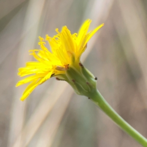 Hypochaeris radicata at Mount Ainslie - 13 Mar 2024