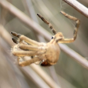 Sparassidae (family) at Mount Ainslie - 13 Mar 2024 03:26 PM