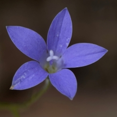 Wahlenbergia sp. (Bluebell) at Mount Ainslie - 13 Mar 2024 by Hejor1