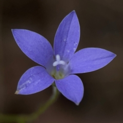 Wahlenbergia sp. at Mount Ainslie - 13 Mar 2024