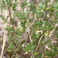 Gonocarpus tetragynus (Common Raspwort) at Mount Ainslie - 13 Mar 2024 by Hejor1