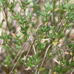 Gonocarpus tetragynus at Mount Ainslie - 13 Mar 2024 03:25 PM