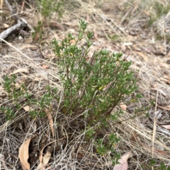 Gonocarpus tetragynus at Mount Ainslie - 13 Mar 2024