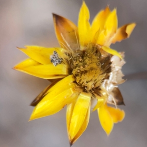 Xerochrysum viscosum at Mount Ainslie - 13 Mar 2024